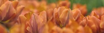 Orange Tulip Scape | Obraz na stenu