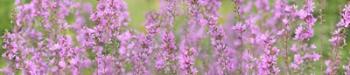 Pink Flower Scape | Obraz na stenu