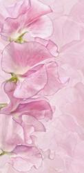 Pink Sweet Peas | Obraz na stenu
