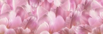 Pink Tulip Scape | Obraz na stenu