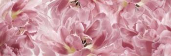 Pink Tulips Scape | Obraz na stenu