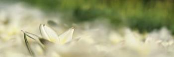White Tulip Scape | Obraz na stenu