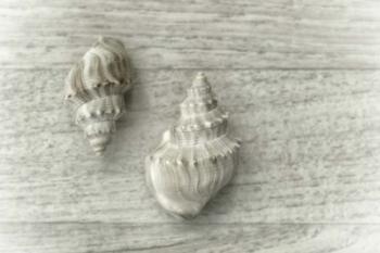 Two Cancellaria Shells | Obraz na stenu