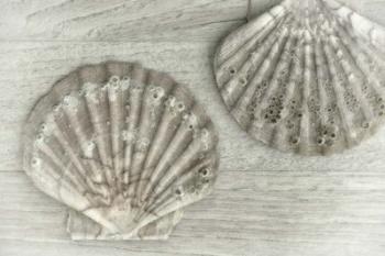 Two King Scallop Shells | Obraz na stenu