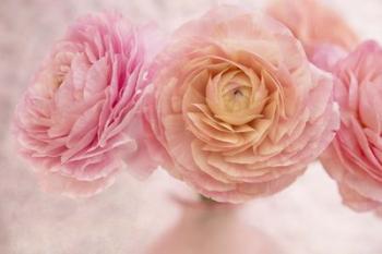 Pink Persian Buttercup Bouquet | Obraz na stenu