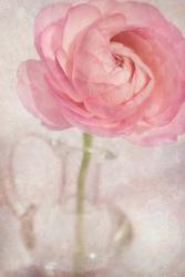 Single Rose Pink Flower | Obraz na stenu