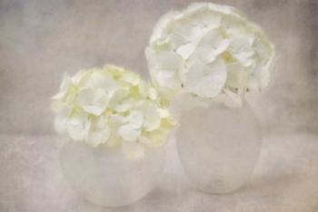 White Hortensia Still Life | Obraz na stenu