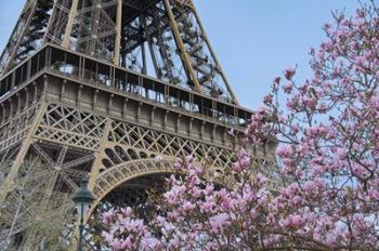 Eiffel Tower with Pink Magnolia | Obraz na stenu