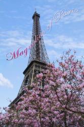 Magnolias of Paris | Obraz na stenu