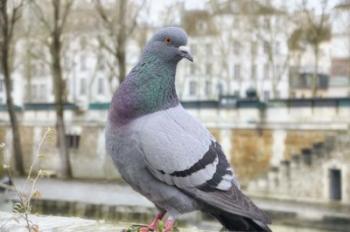 Dove on Seine Quay Wall | Obraz na stenu