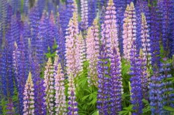 Lupine Flowers | Obraz na stenu