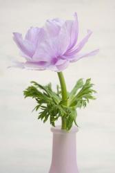 Lilac Anemone | Obraz na stenu