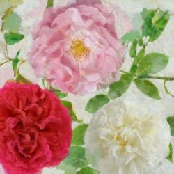 Peonies and Roses III | Obraz na stenu