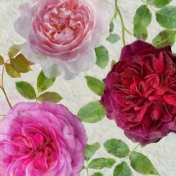 Peonies and Roses V | Obraz na stenu