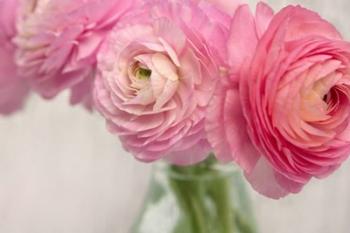 Pink Buttercups in Glass II | Obraz na stenu