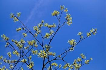 Maple Flowers | Obraz na stenu