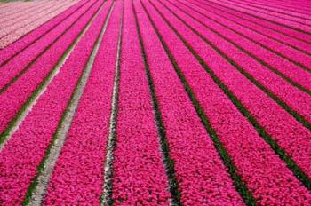 Tulip Field Hot Pink | Obraz na stenu