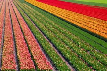 Tulip Field In Orang, Red And Green | Obraz na stenu