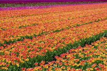 Tulip Field Orange | Obraz na stenu