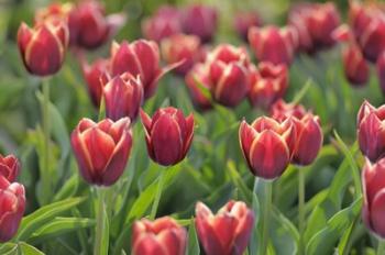 Tulip Field Papillon | Obraz na stenu