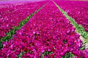 Tulip Field Red Violet | Obraz na stenu