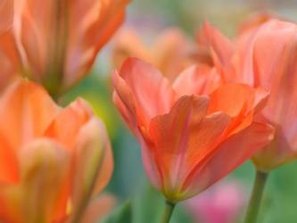 Tulip Flower Orange Wings | Obraz na stenu