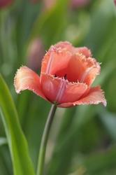 Tulip Flower Parabola | Obraz na stenu