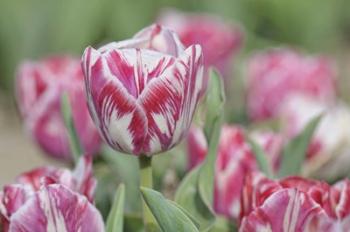 Tulip Rembrandt-Spaendonck | Obraz na stenu