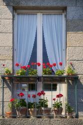 Window With Red Geraniums | Obraz na stenu