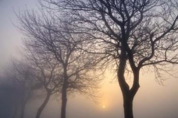 Hazy Sunrise with Tree Tree Silhouettes | Obraz na stenu