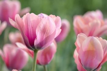 Pink Tulips | Obraz na stenu