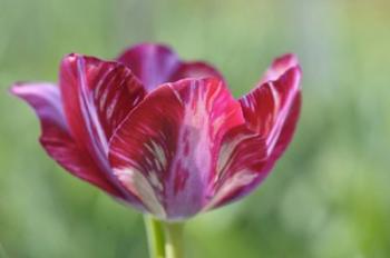 Ruby Rembrandt Tulip | Obraz na stenu