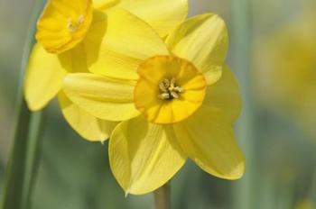 Yellow Daffodils | Obraz na stenu