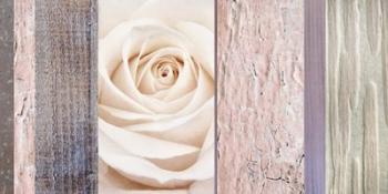 Ivory Rose Ccollage | Obraz na stenu