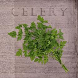 Classic Herbs Celery | Obraz na stenu