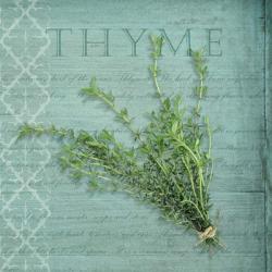Classic Herbs Thyme | Obraz na stenu