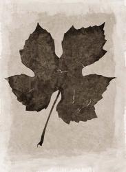Sepia Grape Leaf | Obraz na stenu