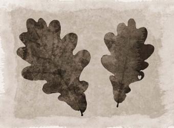 Sepia Oak Leaves | Obraz na stenu