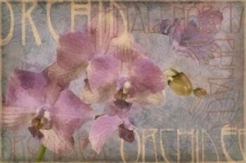 Orchid I | Obraz na stenu