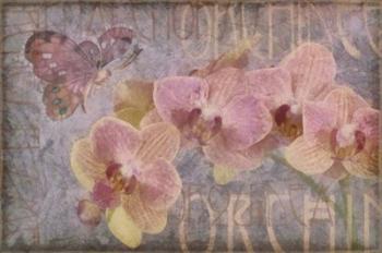 Orchid II | Obraz na stenu