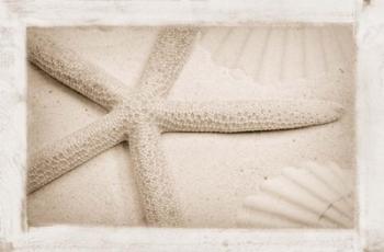 Starfish, Shells and Sand | Obraz na stenu