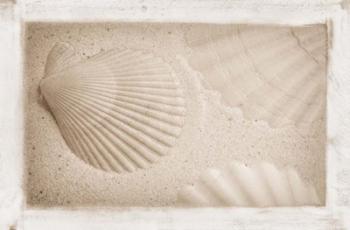 White Shells and Sand | Obraz na stenu
