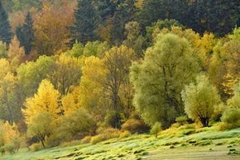 Autumn Trees | Obraz na stenu