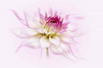 Dancing Flower Dahlia | Obraz na stenu