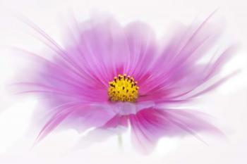 Dancing Flower Deep Pink Cosmos | Obraz na stenu