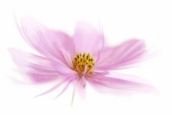 Dancing Flower Pink Cosmos | Obraz na stenu
