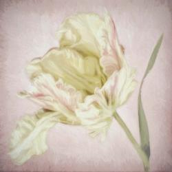 Pink Parrot Tulip Painting I | Obraz na stenu