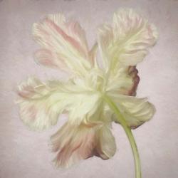 Pink Parrot Tulip Painting II | Obraz na stenu