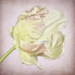 Pink Parrot Tulip Painting III | Obraz na stenu