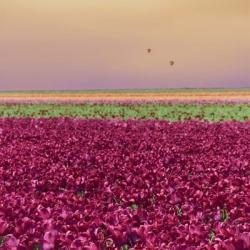 Carmine Tulip Field | Obraz na stenu